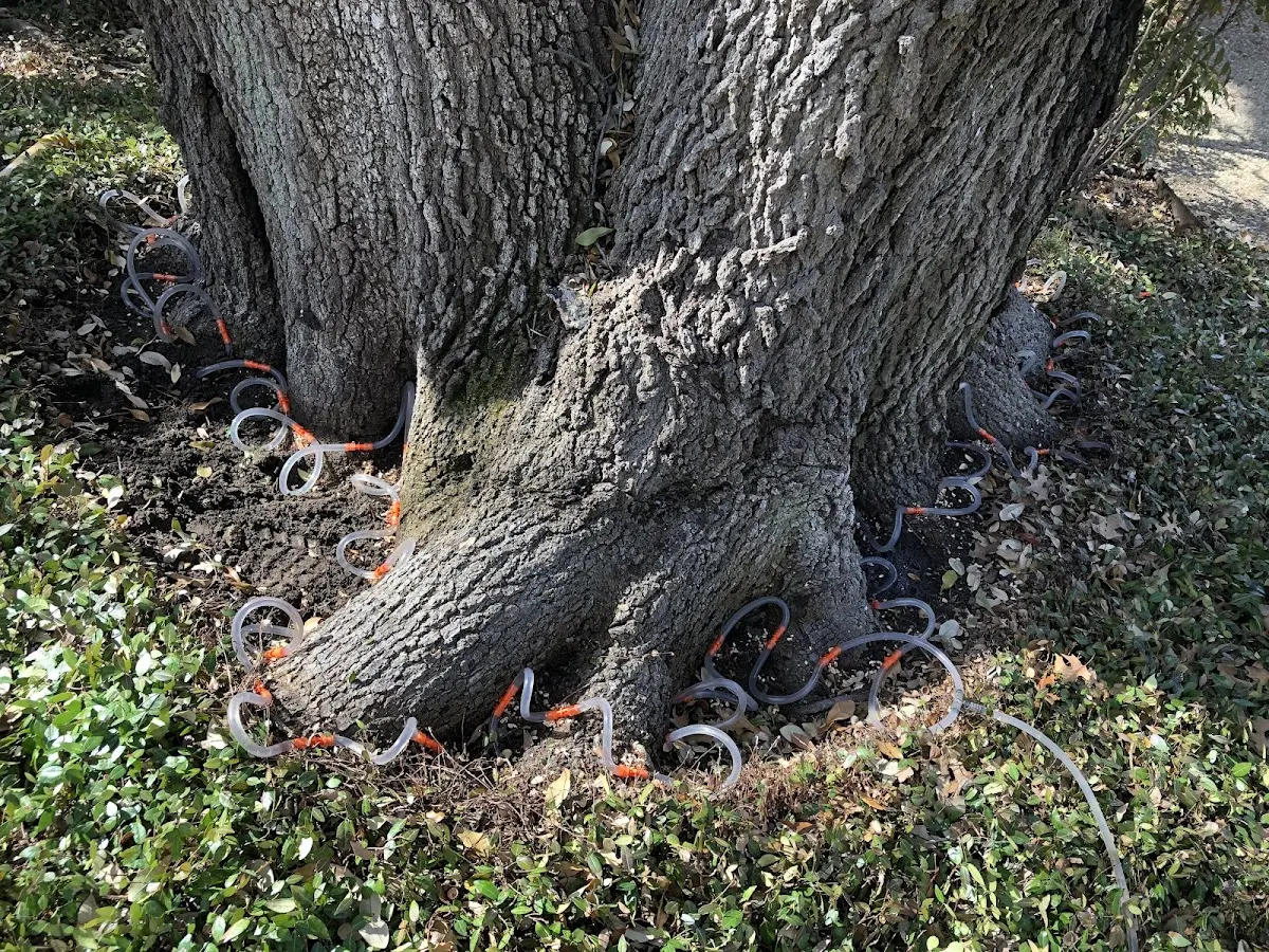 Detailed Tree Cabling and Bracing job site in Cunningham