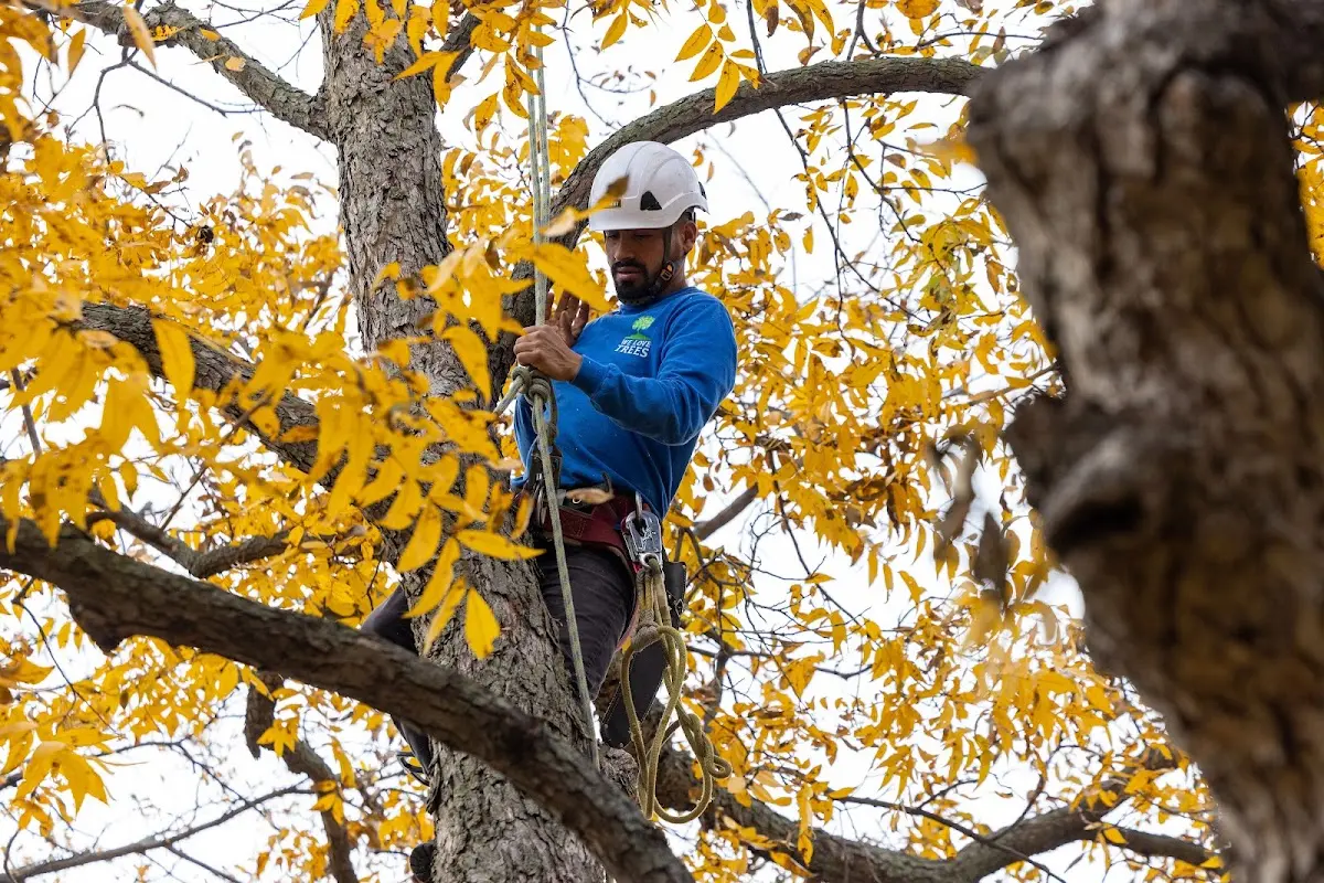 Skilled Tree Trimming crew working in Cunningham